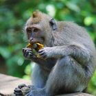 Monkey Forest Ubud