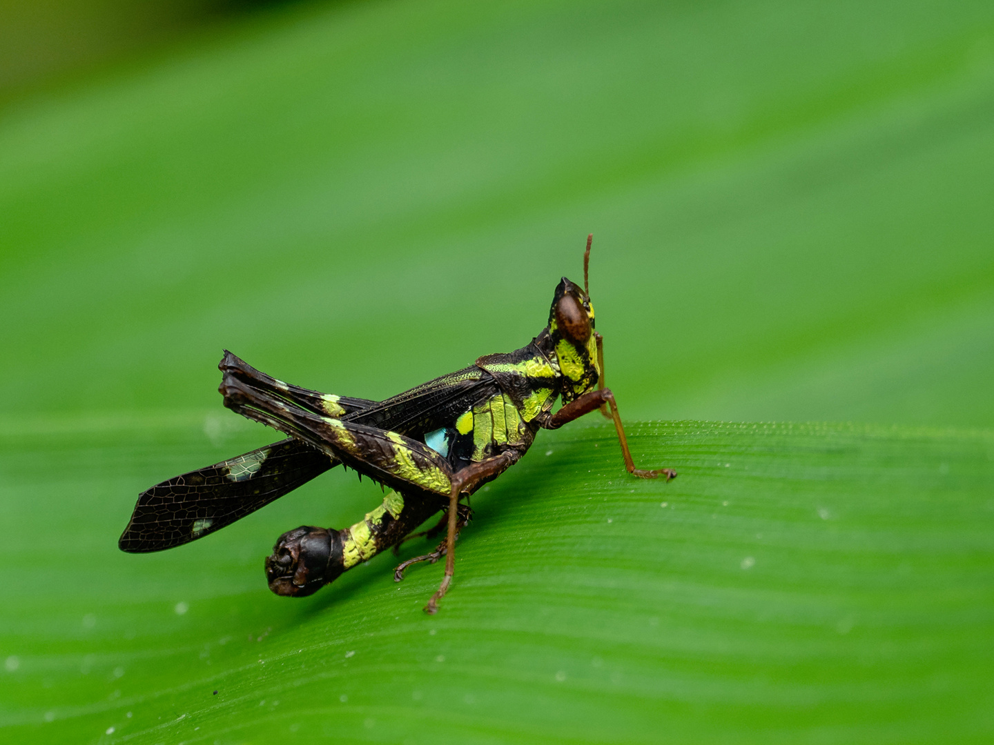 Monkey Grasshopper