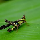 Monkey Grasshopper