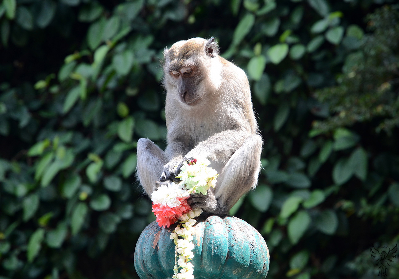 Monkey In Batu Caves