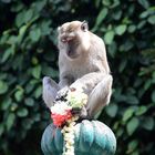 Monkey In Batu Caves