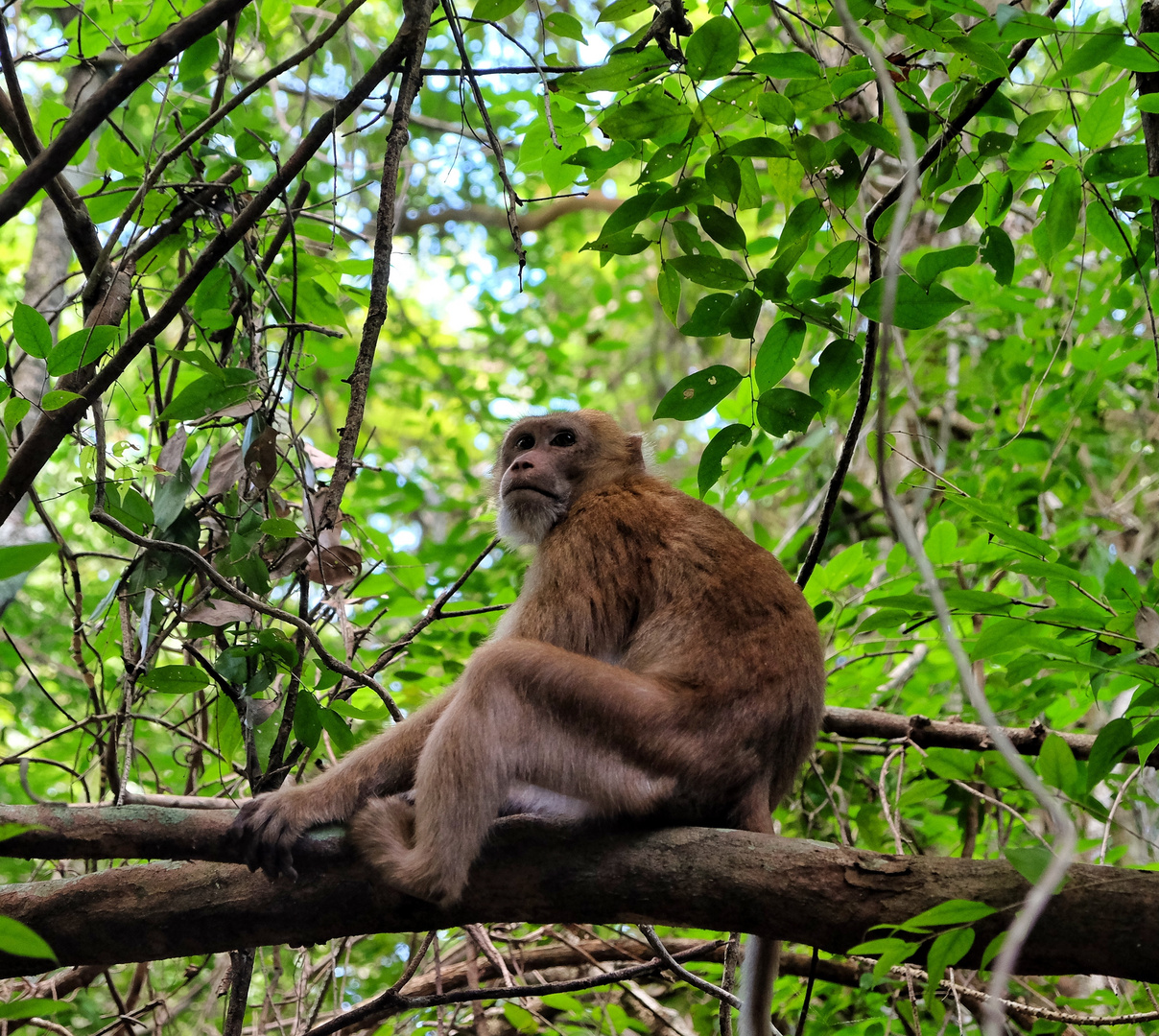 Monkey in Kanchanaburi, Thailand