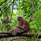 Monkey in Kanchanaburi, Thailand