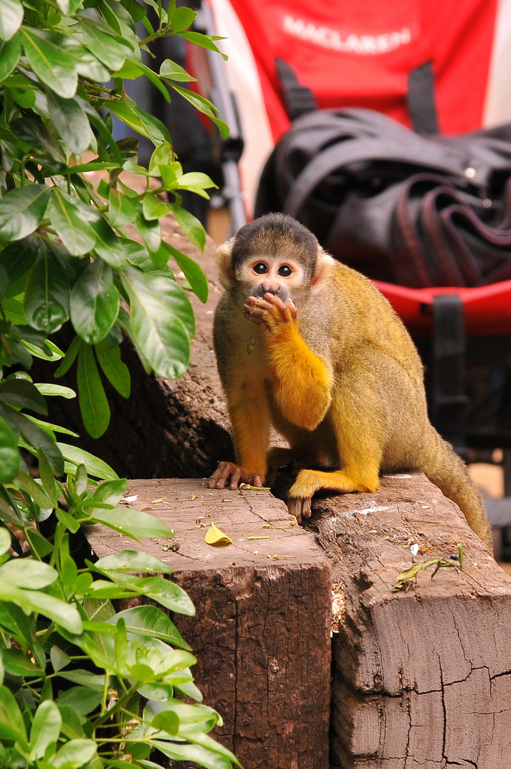 Monkey in London Zoo