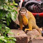 Monkey in London Zoo