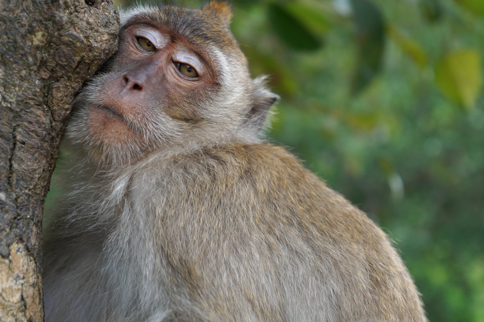 Monkey in Thailand