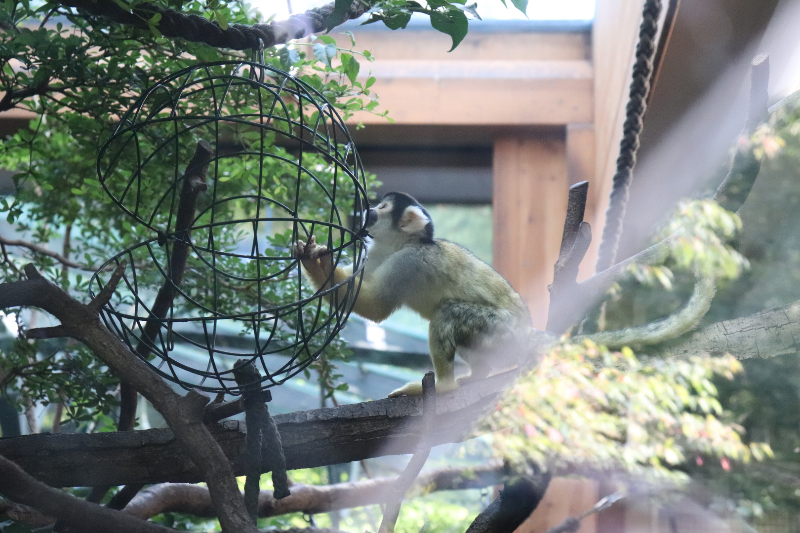 Monkey in the Nürnberger Zoo