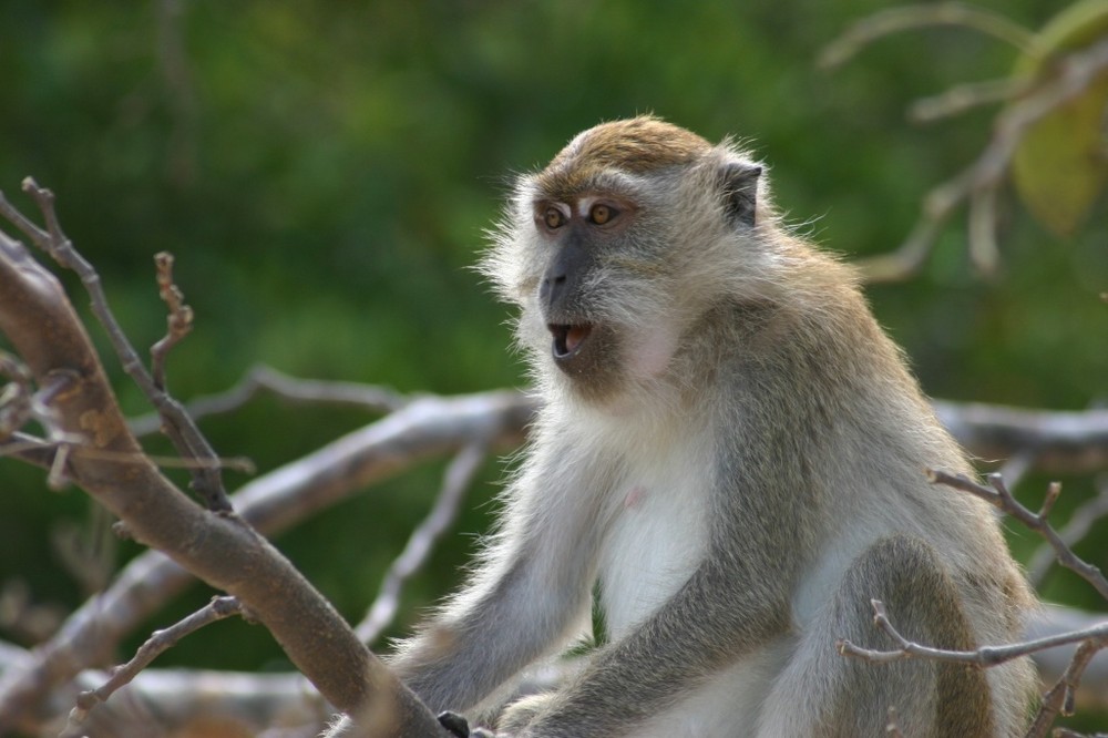 Monkey of Langkawi Archipel