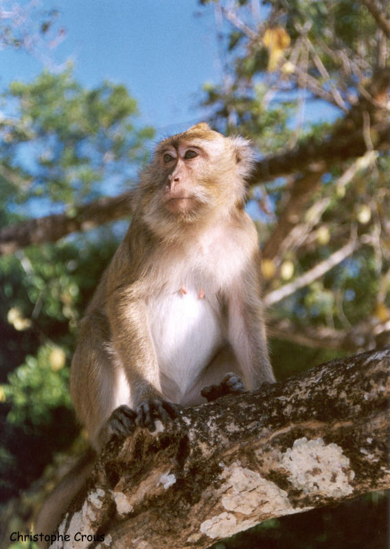 Monkey on the beach of Bali