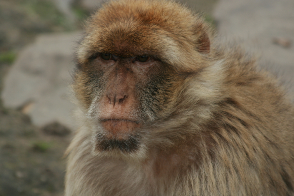 Monkey portrait.