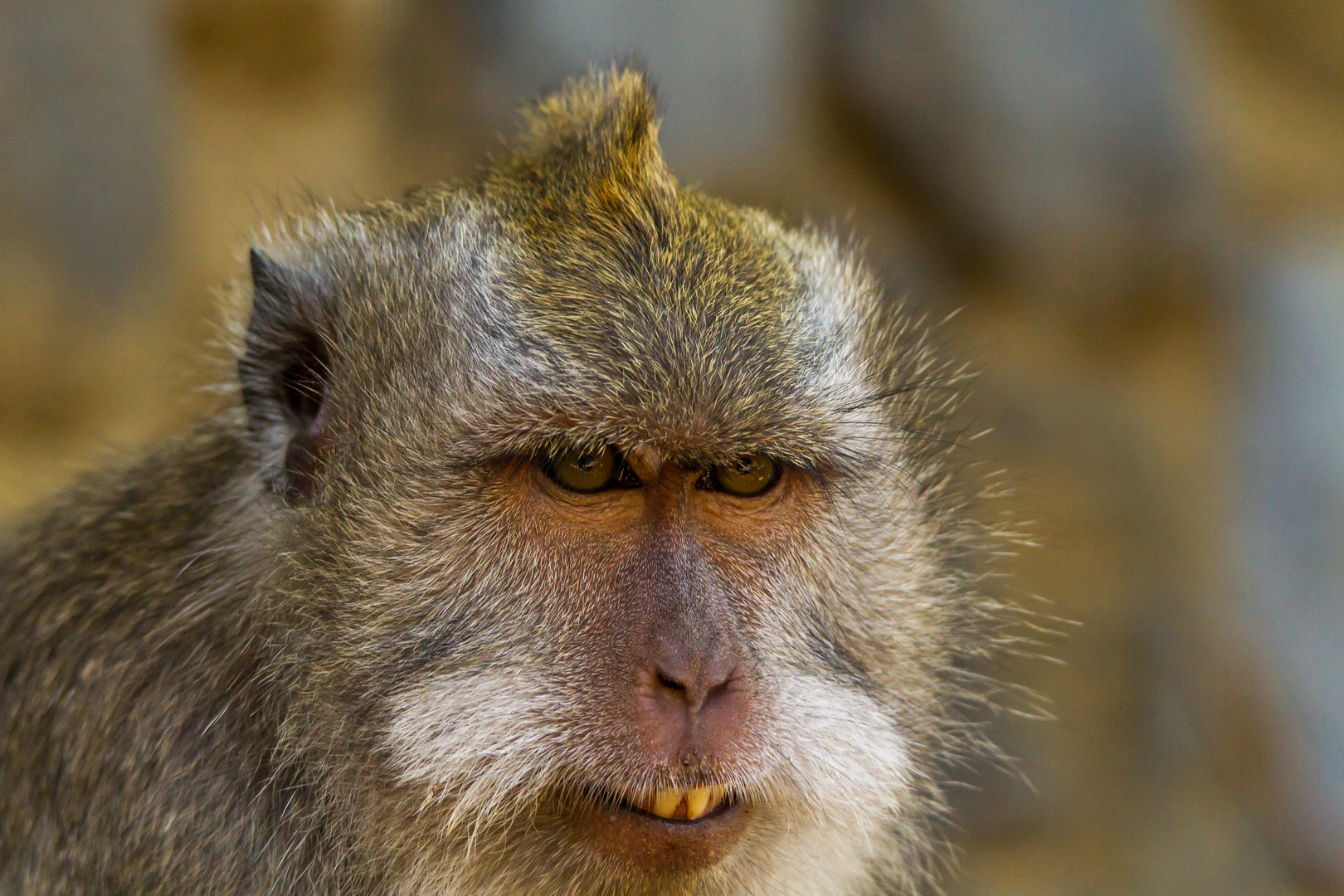 Monkey Portrait