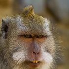 Monkey Portrait