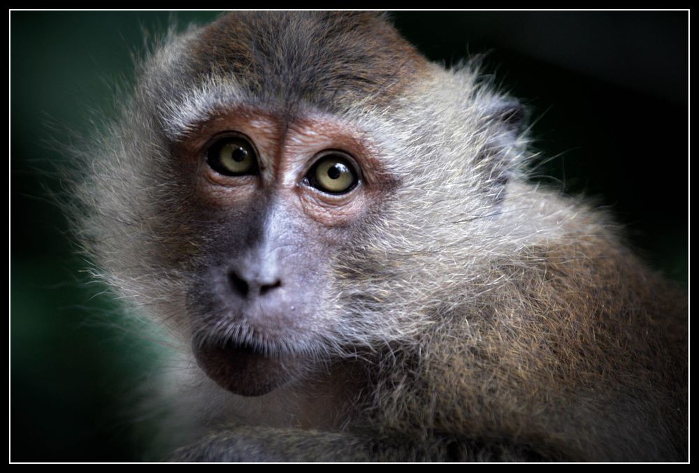 monkey portrait von francois-olivier 