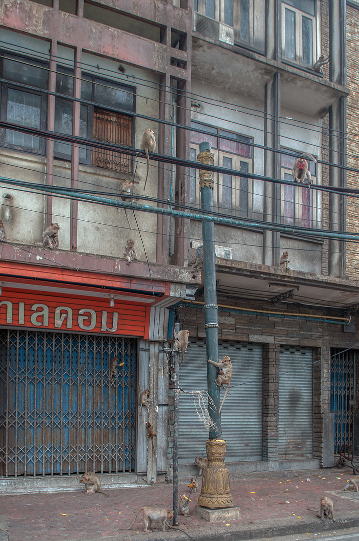 Monkey problem Lopburi