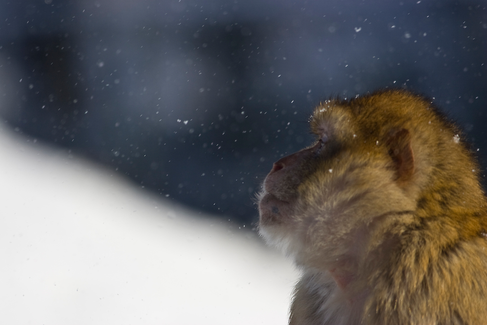 monkey & snow