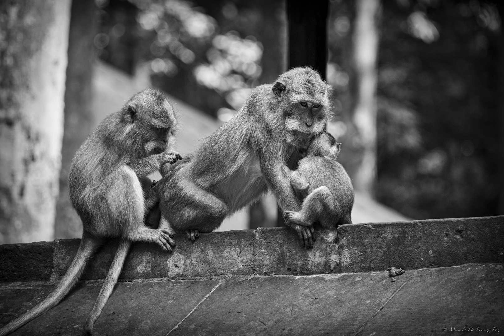 Monkey Temple, Bali, Indonesia