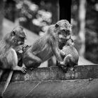 Monkey Temple, Bali, Indonesia