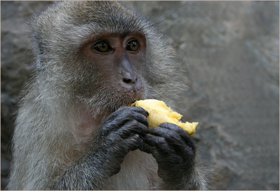 Monkey Temple II