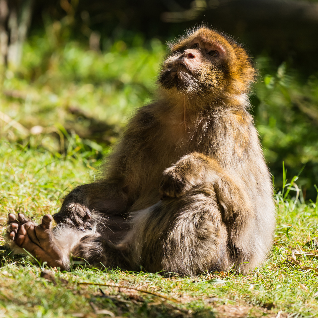 Monkey thinking about something