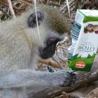 Monkey with Litschi Juice