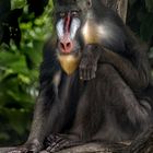 Monkey_01