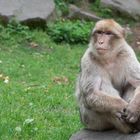 Monkey_1