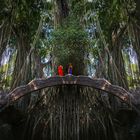 Monk(ey)forest, Bali