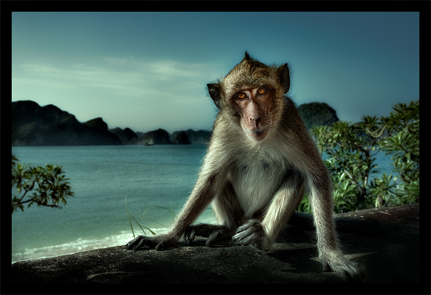 monkey_island