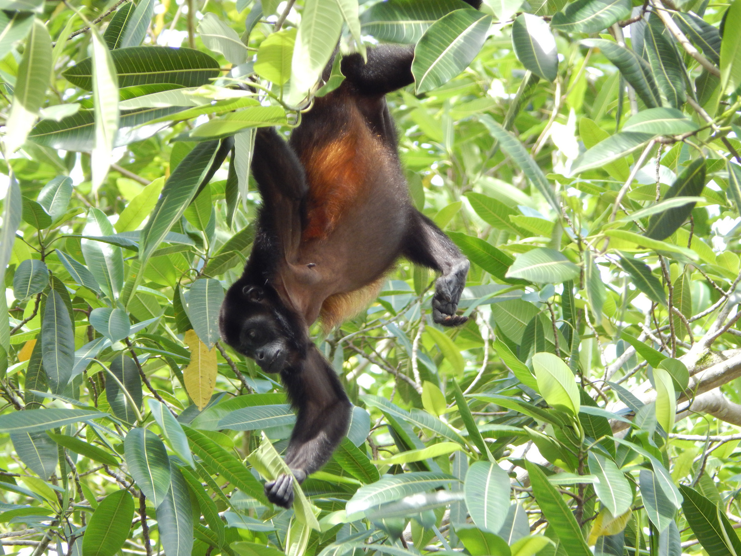 Monkeys -2 in Costa Rica