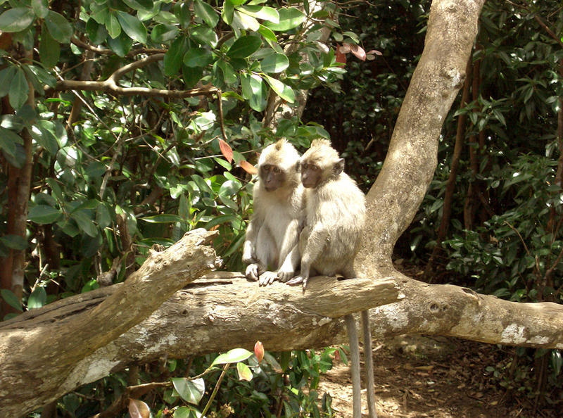 monkeys