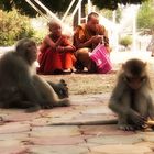 Monkeys and Monks