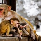 Monkeys at the temple