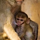 Monkeys at The Temple_2