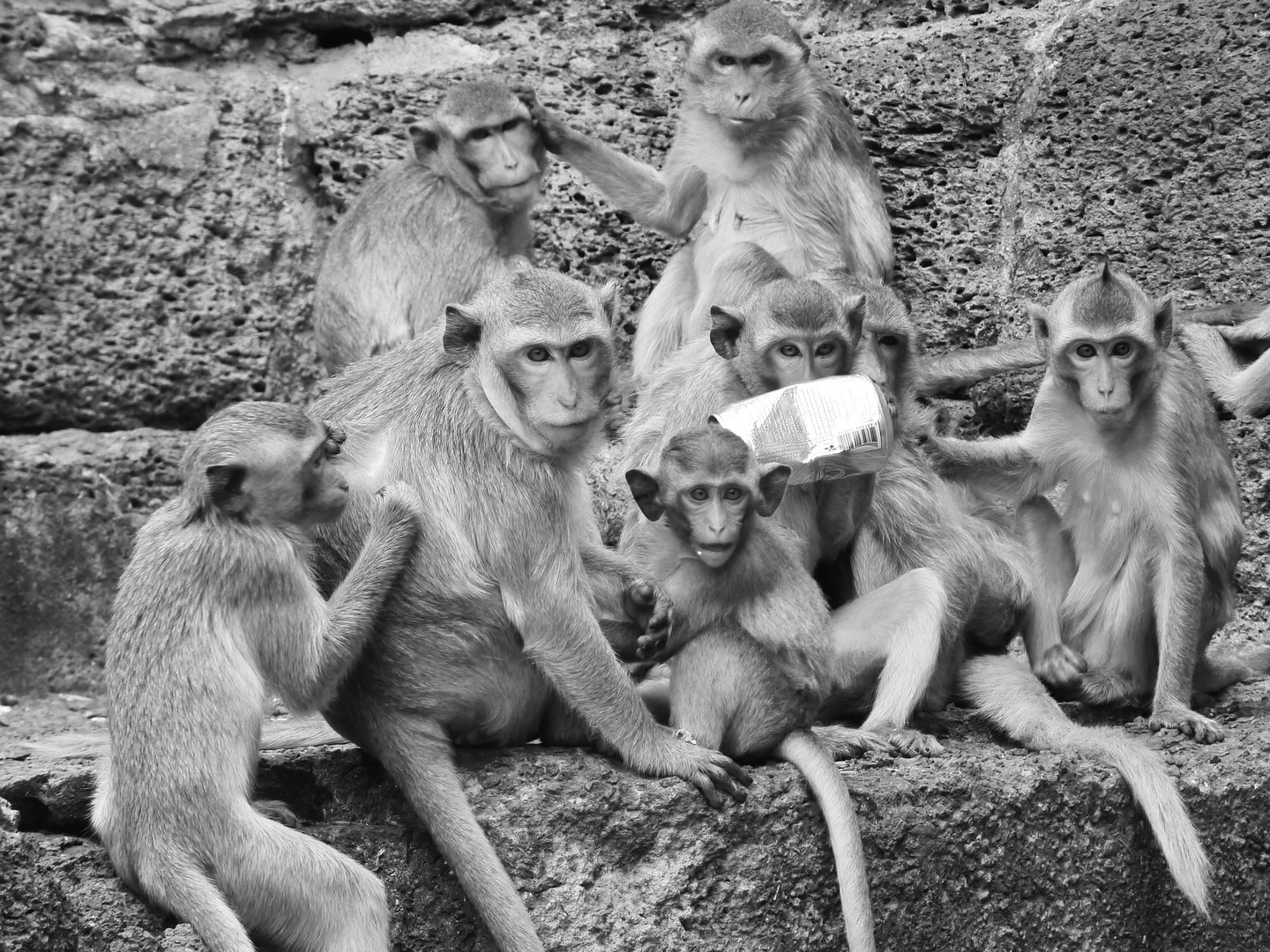 monkeys family