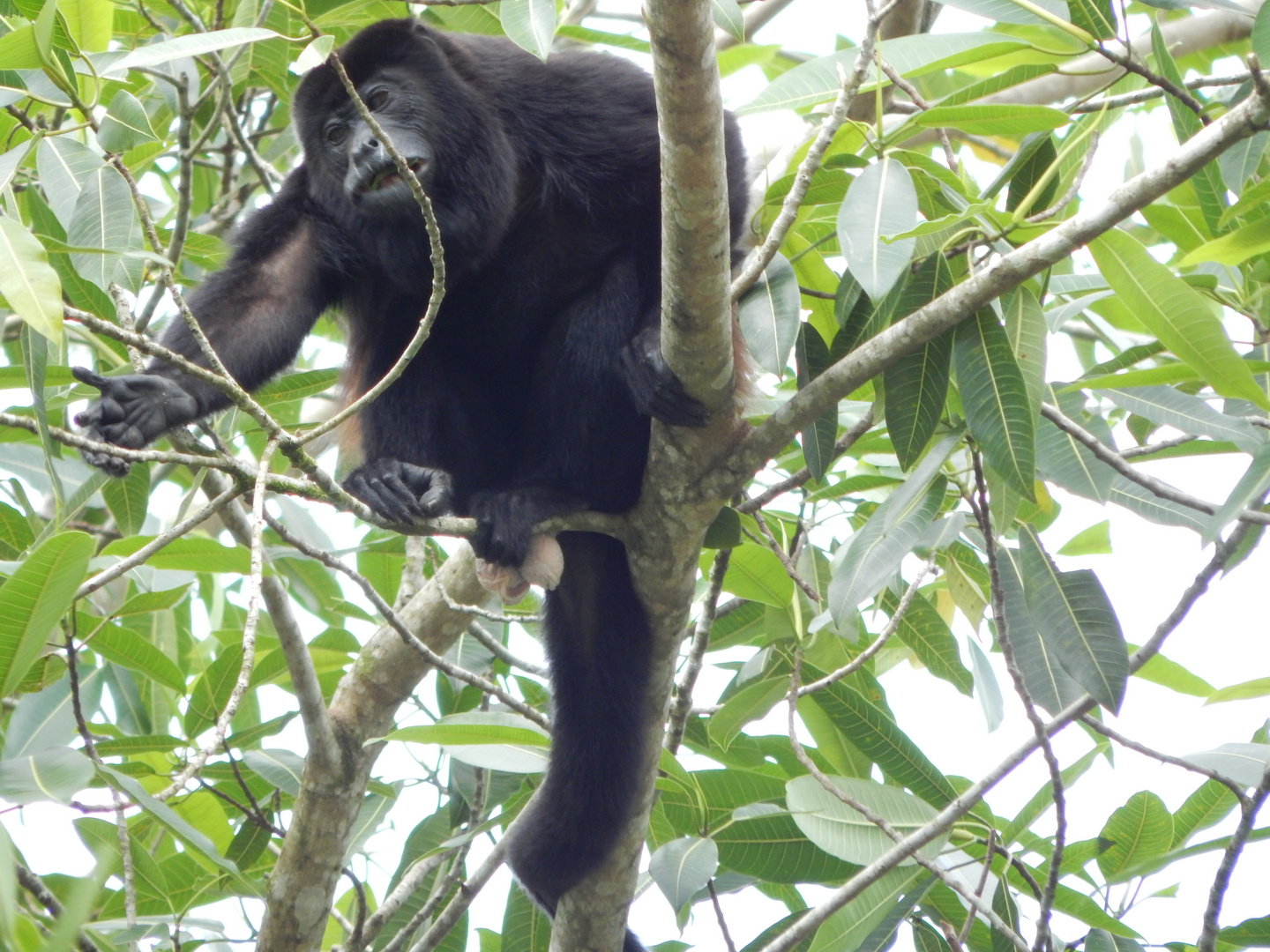 Monkeys in Costa Rica