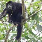 Monkeys in Costa Rica