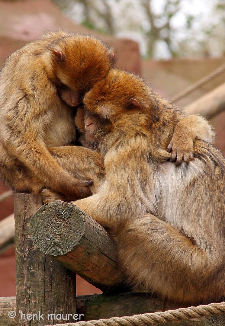 Monkeys love