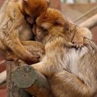 Monkeys love