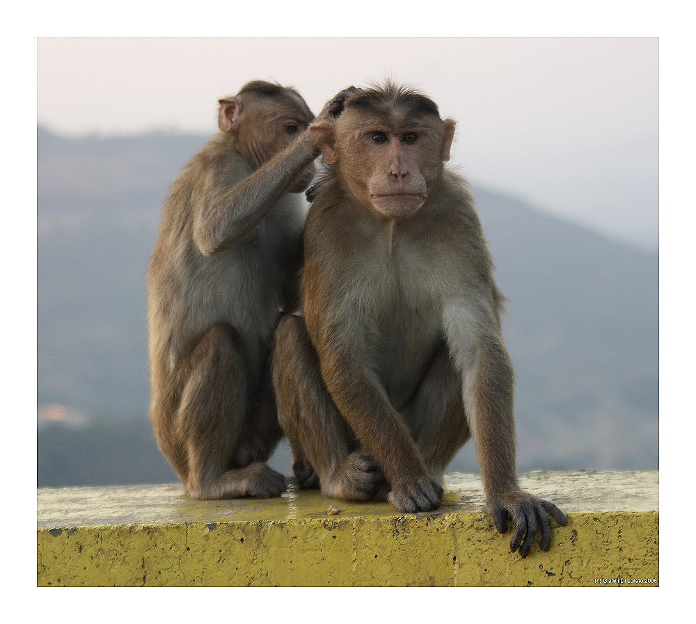 Monkeys @ Mumbai-Pune Expressway
