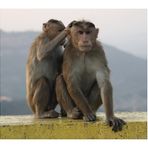 Monkeys @ Mumbai-Pune Expressway