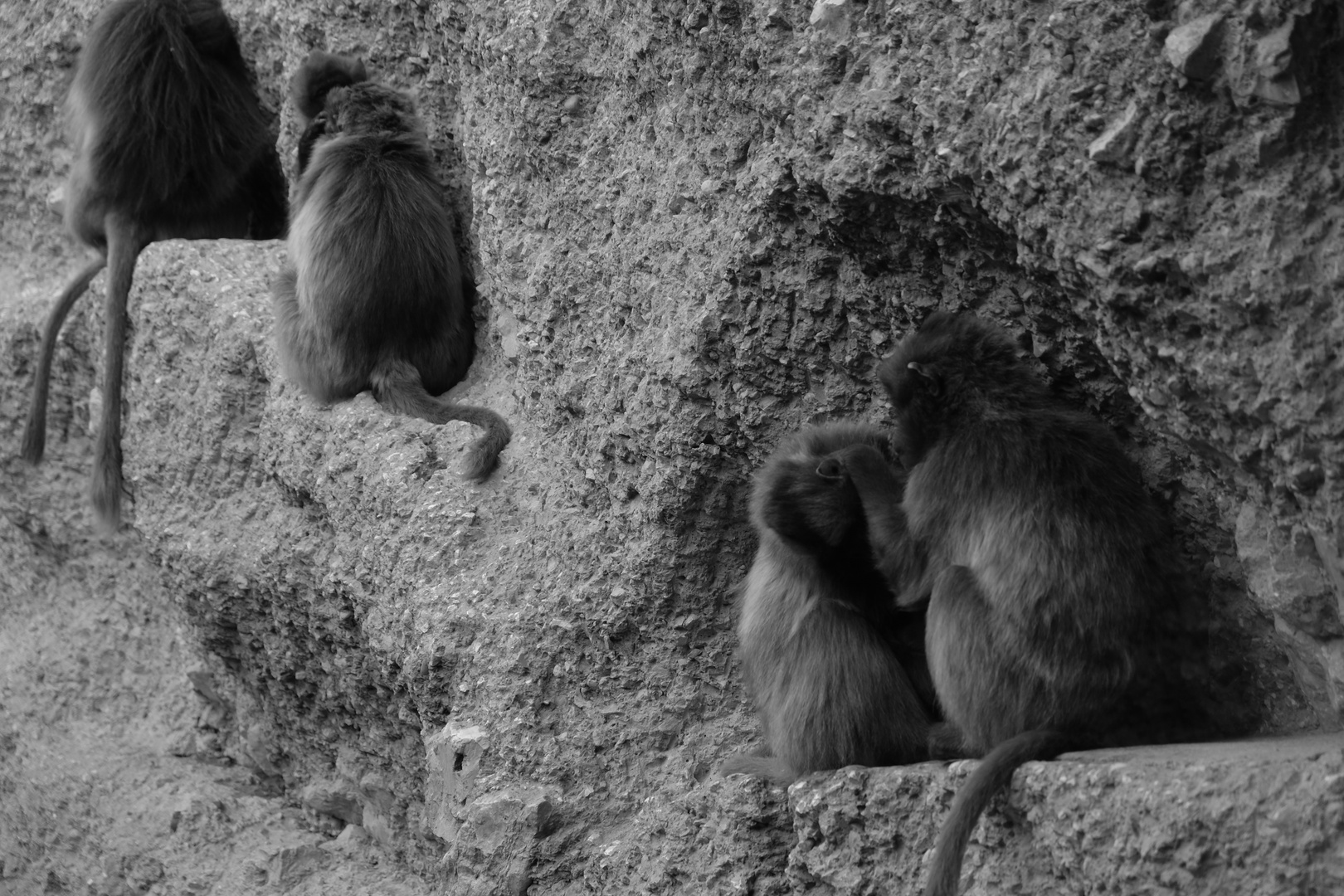 monkeys on the wall