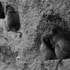 monkeys on the wall