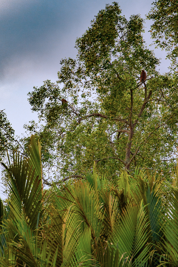 Monkeys sitting on the trees