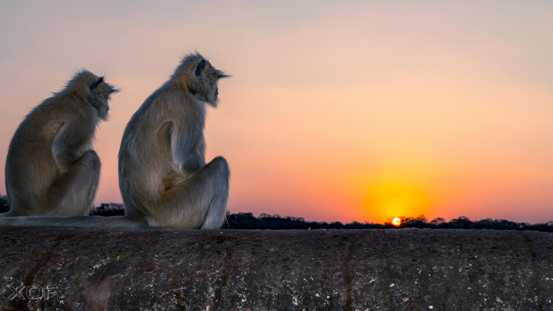 Monkeys watching sunset