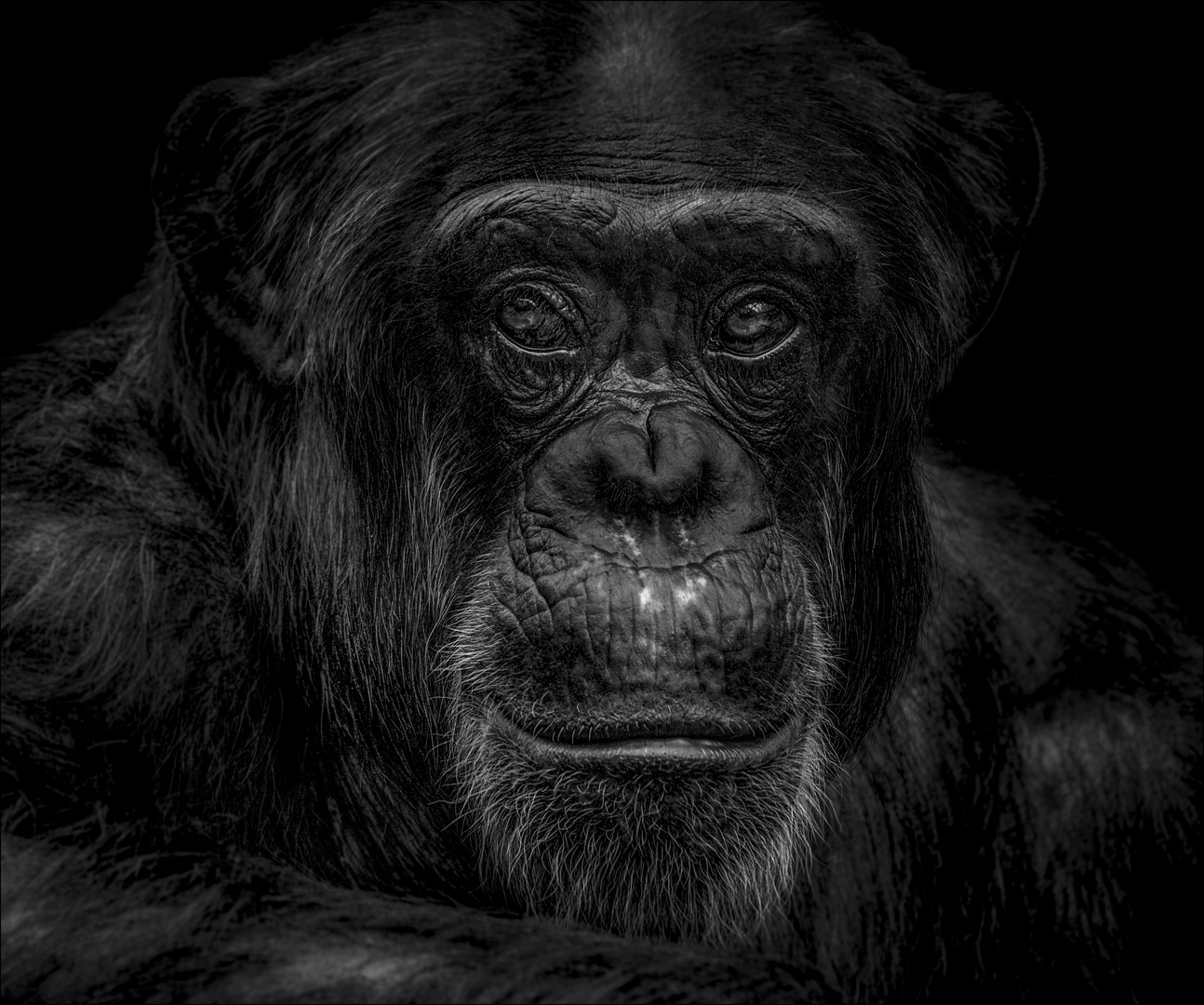 monky Foto & Bild | tiere, zoo, wildpark & falknerei, säugetiere Bilder ...