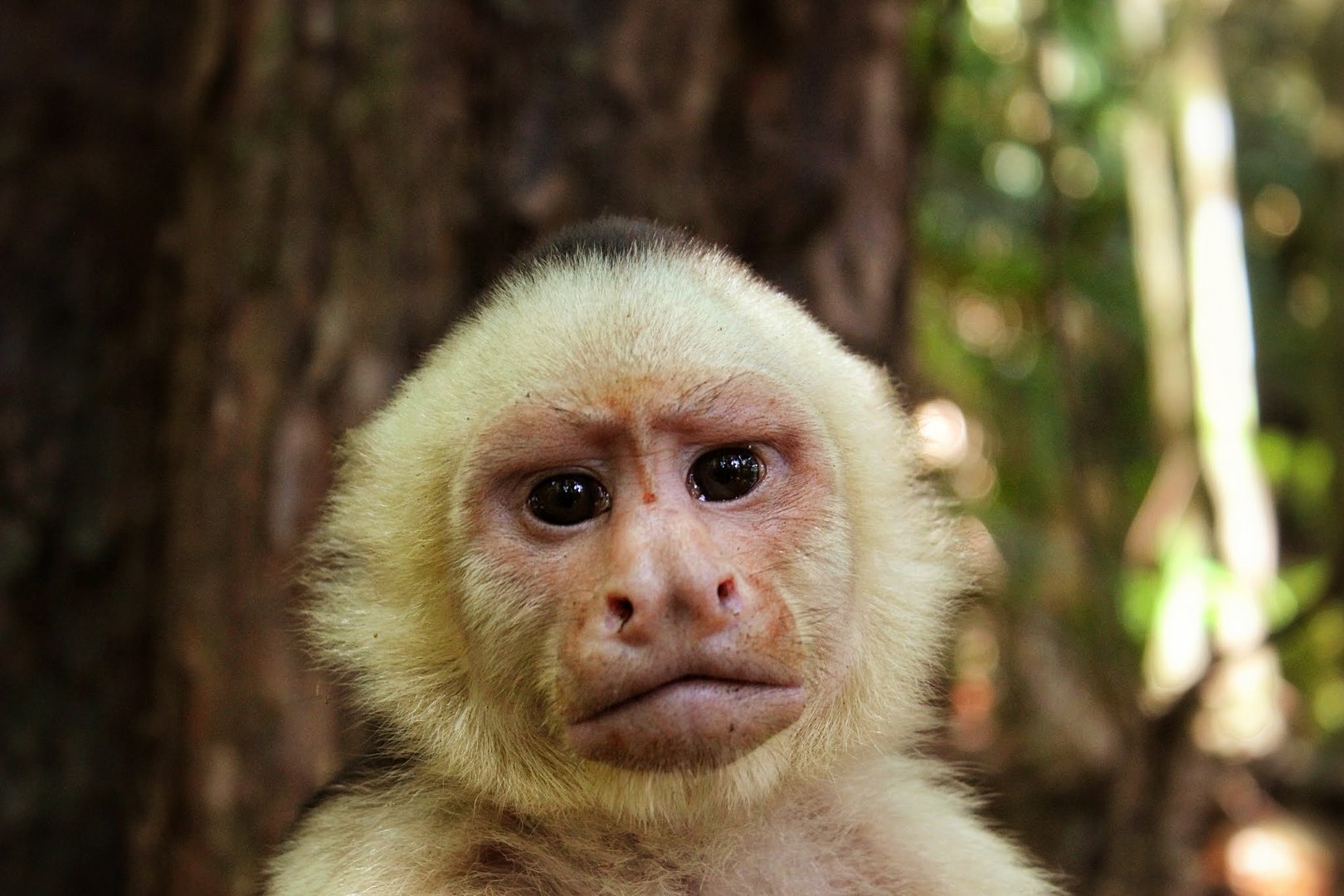 Mono Carrablanca. Parque Nacional Manuel Antonio- Costa Rica