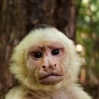 Mono Carrablanca. Parque Nacional Manuel Antonio- Costa Rica