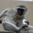 Mono en Parque Kruguer