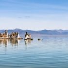 Mono Lake 4