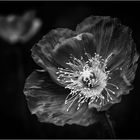 mono mohn 